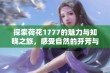 探索荷花1777的魅力与知晓之旅，感受自然的芬芳与灵动